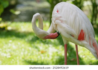 Flamingo bird stands full-length white pink Flamingo on the green grass. - Powered by Shutterstock