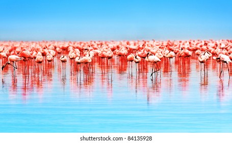 Flamingo Birds In The Lake Nakuru, African Safari, Kenya