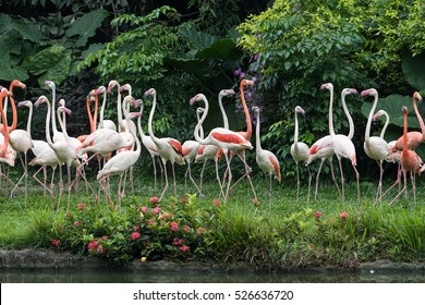Flamingo birds standing in a lake
