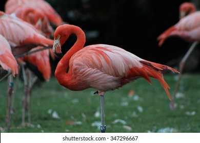 Flamingo In Busch Gardens, Tampa, Florida