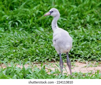 Flamingo Chick In Green Grass