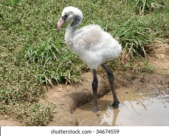 Flamingo Chick In Mud