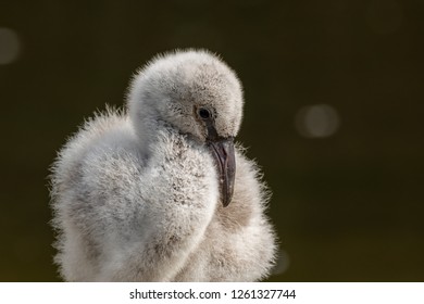 Flamingo Chick Portrait 