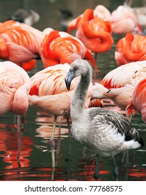 Flamingo Chick. Young Bird In Sunny Day