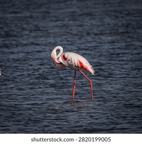 Flamingo cleaning its feathers before flight 