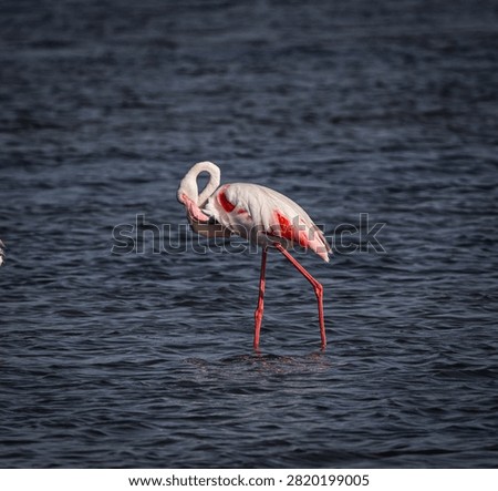 Flamingo cleaning its feathers before flight 
