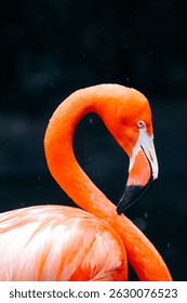 Flamingo Close up in Südafrika