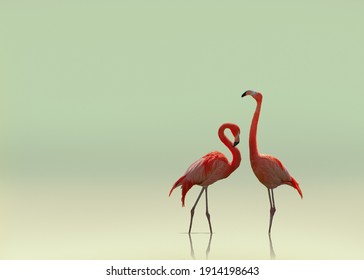 Pareja flamencos sobre fondo