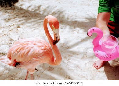 A Flamingo And A Flamingo Drink Holder