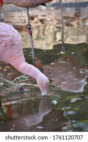 A Flamingo Drinking Water At The Atlanta Zoo