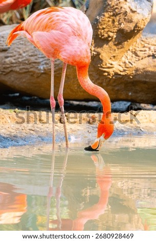 Flamingo drinking water with reflection in pond