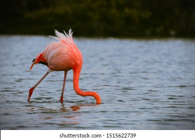 Flamingo Eating In A Lake. Galápagos National Park, Ecuador.