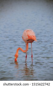 Flamingo Eating In A Lake. Galápagos National Park, Ecuador.