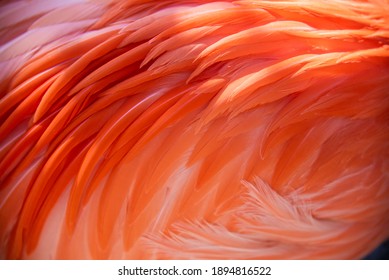Flamingo Feather closeup pink texture - Powered by Shutterstock
