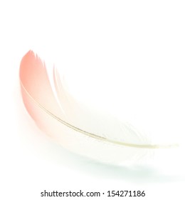 Flamingo Feather Isolated On White Background 