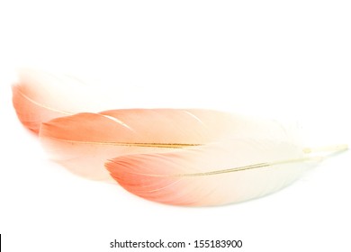 Flamingo Feather Isolated On White Background