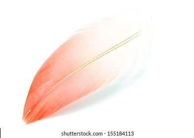 Flamingo Feather Isolated On White Background