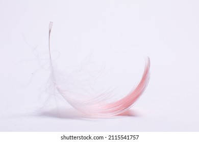 flamingo feather on white background close up - Shutterstock ID 2115541757