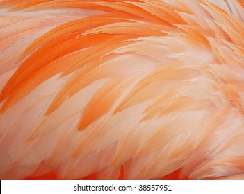 Single Flamingo Feather Images, Stock Photos & Vectors | Shutterstock