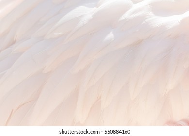 Flamingo Feathers  - Close Up - White