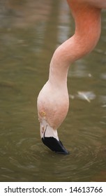 Flamingo Feeds