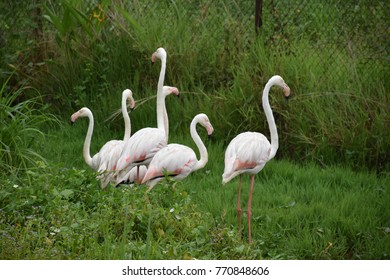 Flamingo In the flock