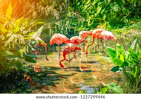 flamingo flock sitting on river in nature