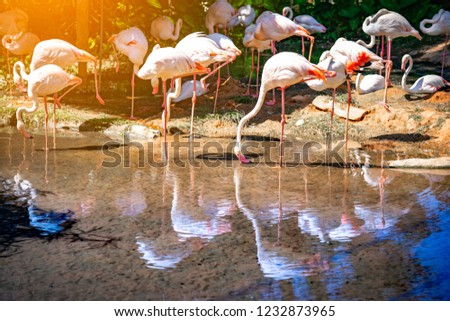 Flamingo flock sitting on river in nature