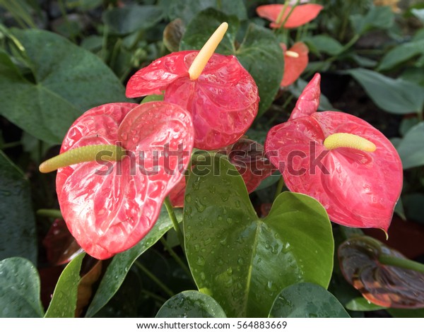 Flamingo Flower Anthurium Flower Garden Thailand Stock Photo (Edit