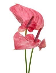 Flamingo Flower, Anthurium Sweet Dream Flower Isolated On White Background, With Clipping Path                                    