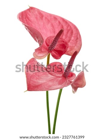 Flamingo flower, Anthurium sweet dream flower isolated on white background, with clipping path                                    