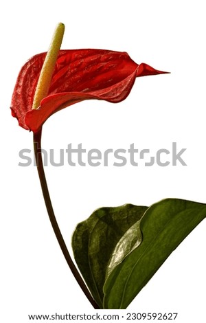 A flamingo flower isolated on a white background. A bright red  spathe,  yellow spadix and leathery green leaves. The rich red color and heart shaped spathe make this a symbol of love and romance.