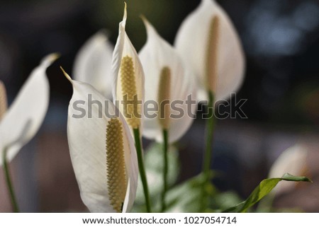 Similar – Image, Stock Photo tropical flow Flower Plant