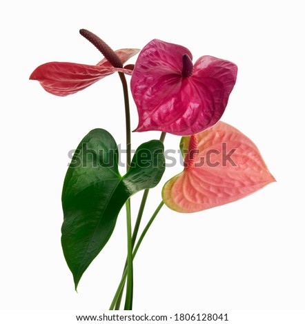 Flamingo flowers with leaf, Anthurium flowers isolated on white background, with clipping path                             