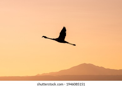 Flamingo Flying At Sunset In Atacama Desert
