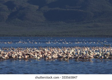 Flamingo: Greater And Lesser Flamingoes In East African Rift Valley