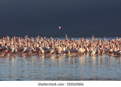 Flamingo: Greater And Lesser Flamingoes In East African Rift Valley