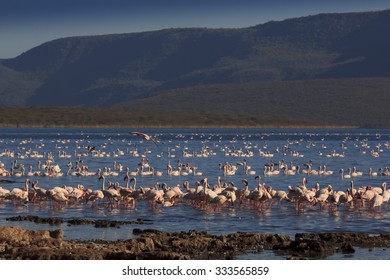 Flamingo: Greater And Lesser Flamingoes In East African Rift Valley