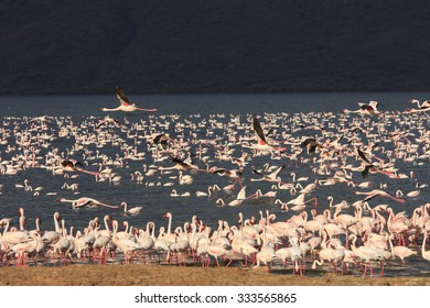 Flamingo: Greater And Lesser Flamingoes In East African Rift Valley