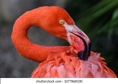 Flamingo Grooming Itself At The Birds Of Eden Free Flight Aviary And Bird Sanctuary Located Near Plettenberg Bay Souther Cape South Africa