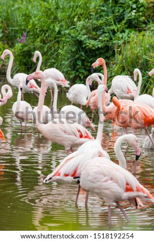 Flamingo group in a pond