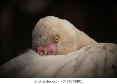 Flamingo Head and Neck Detail.Pink flamingo feather and eye pattern.Resting greater flamingo,Phoenicopterus roseus, close up.Exotic bird in ZOO - Powered by Shutterstock