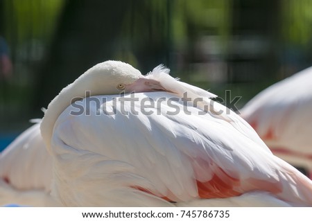 Flamingo hiding from the cold.
