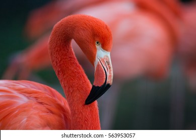 Flamingo isolated