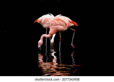 Flamingo Isolated On Black Background