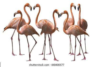 flamingo isolated on white background 