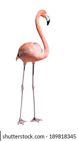 Flamingo. Isolated over white background