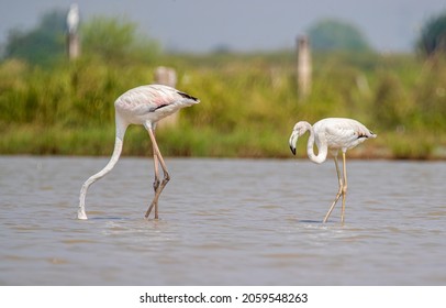 Flamingo Juvenile With Its Parents Having Food In Lake