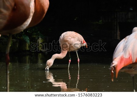 Flamingo  -  Kingdom: Animalia Phylum: Chordata  Class: Aves Order: Phoenicopteriformes Family: Phoenicopteridae
