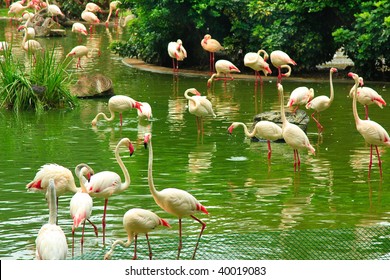 Flamingo In Kowloon Park